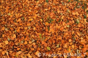 Hêtre commun (Fagus sylvatica)