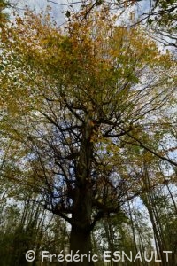 Hêtre commun (Fagus sylvatica)