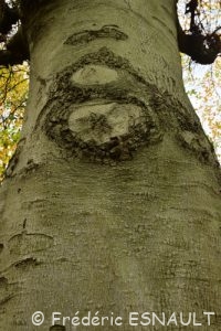 Hêtre commun (Fagus sylvatica)