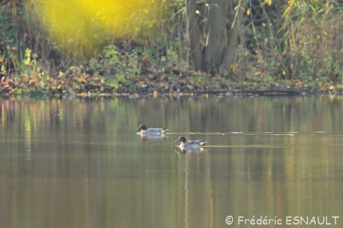 Canards d’hiver sur l’étang de la Loy