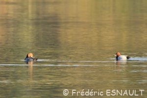 Fuligule milouin (Aythya ferina)