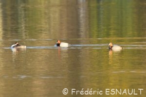 Fuligule milouin (Aythya ferina)