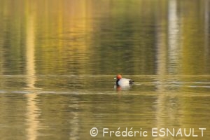 Fuligule milouin (Aythya ferina)