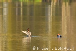 Fuligule milouin (Aythya ferina)