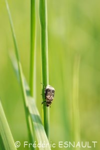 Cétoine punaise (Valgus hemipterus)