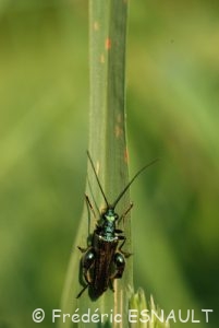 Œdémère noble (Oedemera nobilis)