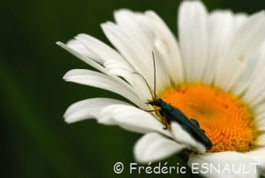 Œdémère noble (Oedemera nobilis)