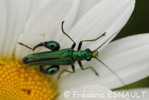 Œdémère noble (Oedemera nobilis)