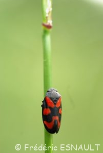 Cercope sanguin (Cercopis vulnerata)