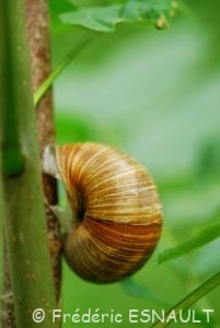 Escargot de Bourgogne (Helix pomatia)