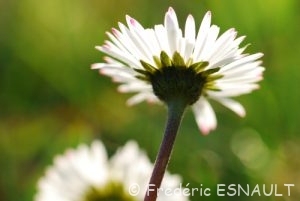 Pâquerette (Bellis perennis)