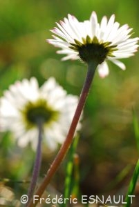 Pâquerette (Bellis perennis)