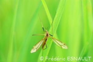 La Tipule printanière (Tipula vernalis)