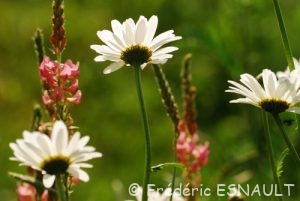 Marguerite commune (Leucanthemum vulgare)