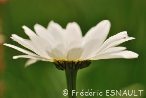 Marguerite commune (Leucanthemum vulgare)