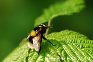 Éristale brouillé (Eristalis intricaria)
