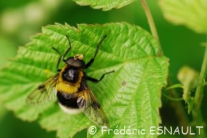 Éristale brouillé (Eristalis intricaria)