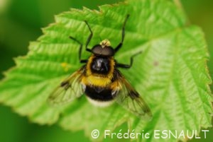 Éristale brouillé (Eristalis intricaria)
