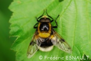 Éristale brouillé (Eristalis intricaria)