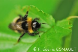 Psithyre sylvestre (Bombus sylvestris)