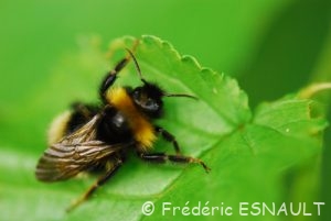 Psithyre sylvestre (Bombus sylvestris)