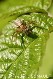 Thomise beige (Xysticus ulmi)