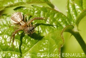 Thomise beige (Xysticus ulmi)