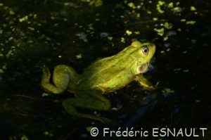 Grenouille verte (Pelophylax sp.)