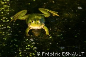 Grenouille verte (Pelophylax sp.)