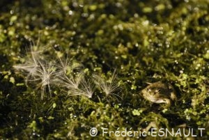 Grenouille verte (Pelophylax sp.)