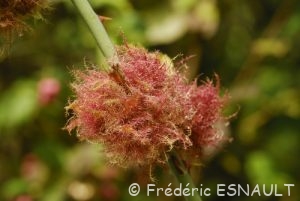 Églantier (Rosa canina)