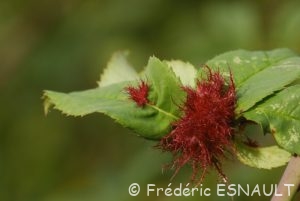Églantier (Rosa canina)
