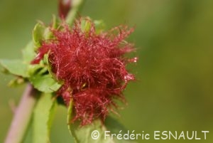 Églantier (Rosa canina)