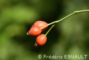 Églantier (Rosa canina)