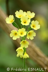 La Primevère élevée ou Primevère des bois (Primula elatior)