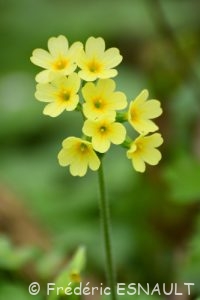 La Primevère élevée ou Primevère des bois (Primula elatior)