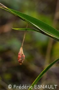 Baies de l'Iris fétide (Iris foetidissima)