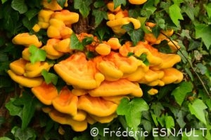 Polypore soufré (Laetiporus sulphureus)