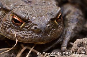 Crapaud commun (Bufo bufo)
