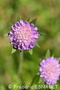 Scabieuse des champs (Knautia arvensis)