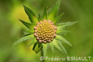 Scabieuse des champs (Knautia arvensis)
