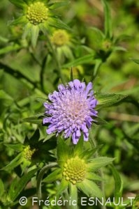 Scabieuse des champs (Knautia arvensis)