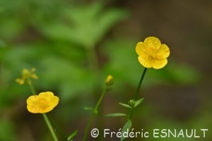 Renoncule rampante ou bouton d'or (Ranunculus repens)