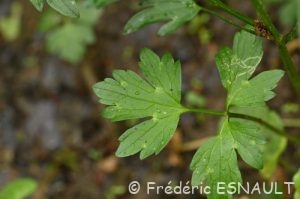 Renoncule rampante ou bouton d'or (Ranunculus repens)