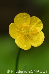 Renoncule rampante ou bouton d'or (Ranunculus repens)
