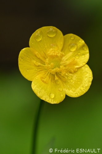Renoncule rampante ou bouton d'or (Ranunculus repens)