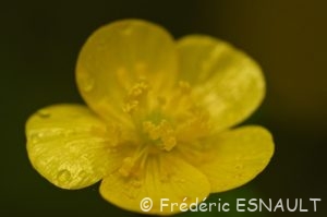 Renoncule rampante ou bouton d'or (Ranunculus repens)