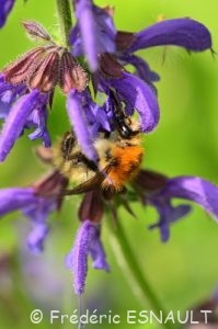 Bourdon des champs (Bombus pascuorum)