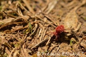 Trombidion soyeux (Trombidium holosericeum)