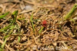 Trombidion soyeux (Trombidium holosericeum)